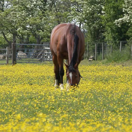 Goal Farm